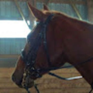 Meet your Posher, Counter canter